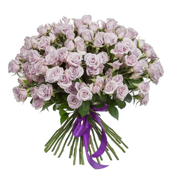 Роза кустовая голландская